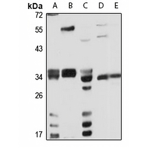 SIRT5 Rabbit Polyclonal Antibody