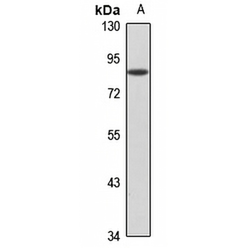 SKI Rabbit Polyclonal Antibody