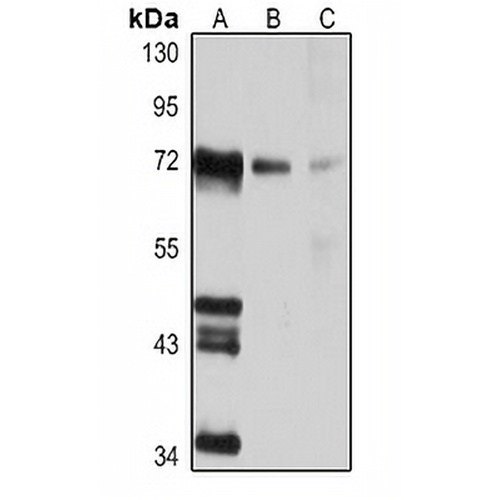 CD352 Rabbit Polyclonal Antibody
