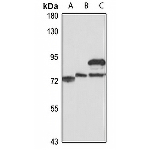 SLC13A4 Rabbit Polyclonal Antibody