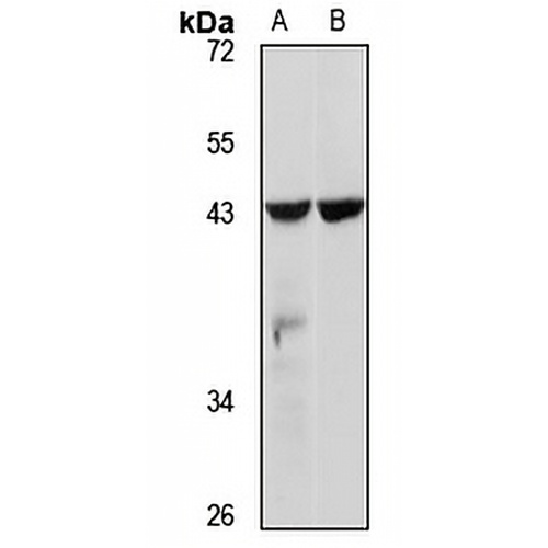 SLC14A1 Rabbit Polyclonal Antibody