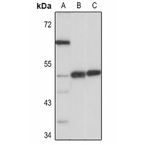 MCT1 Rabbit Polyclonal Antibody