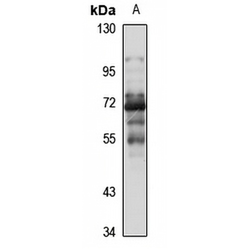 SLC16A10 Rabbit Polyclonal Antibody