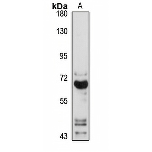 VGLUT2 Rabbit Polyclonal Antibody