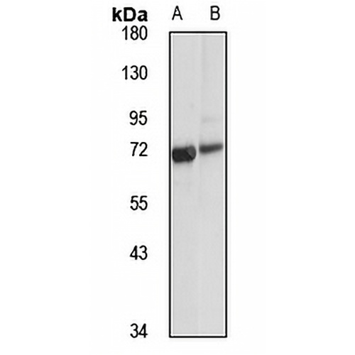 EAAT1 Rabbit Polyclonal Antibody