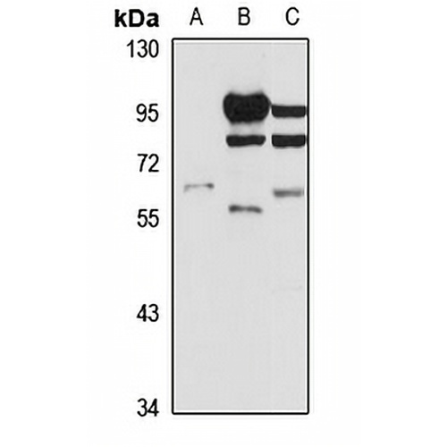 SLC22A7 Rabbit Polyclonal Antibody