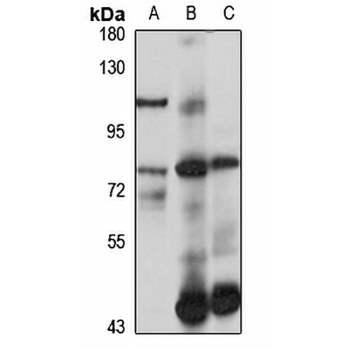 SLC22A9 Rabbit Polyclonal Antibody