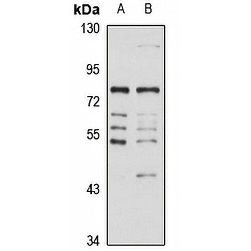 SLC23A1 Rabbit Polyclonal Antibody