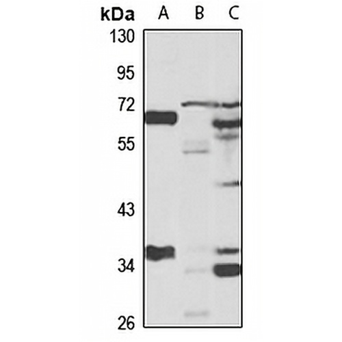 SLC23A2 Rabbit Polyclonal Antibody