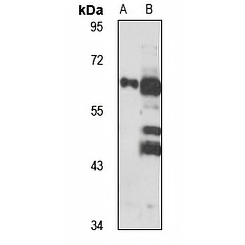 NCKX4 Rabbit Polyclonal Antibody