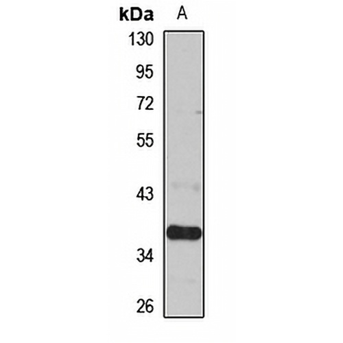 SLC25A19 Rabbit Polyclonal Antibody