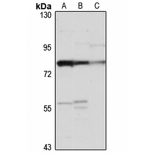 SLC26A2 Rabbit Polyclonal Antibody