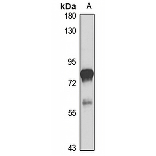 DRA Rabbit Polyclonal Antibody
