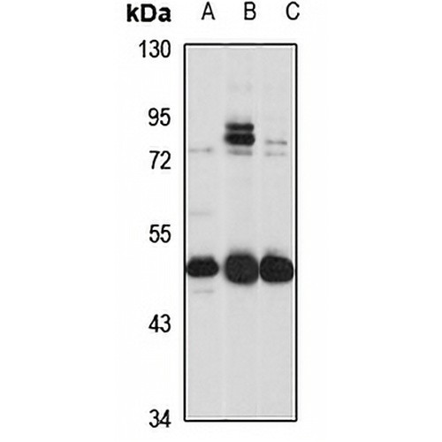 SLC30A6 Rabbit Polyclonal Antibody