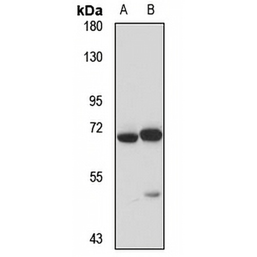 NaPi-2c Rabbit Polyclonal Antibody