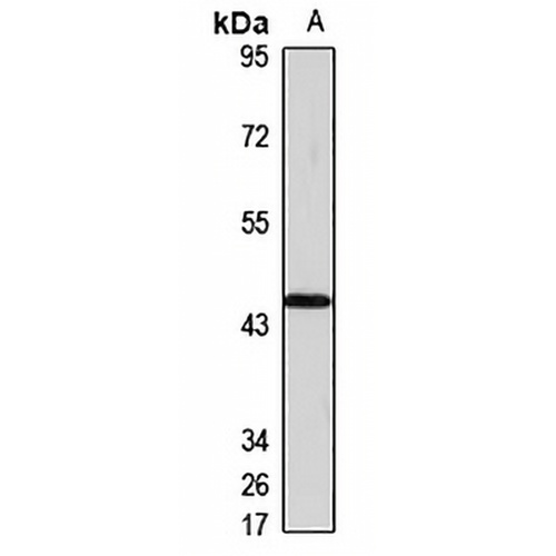 SLC35D3 Rabbit Polyclonal Antibody
