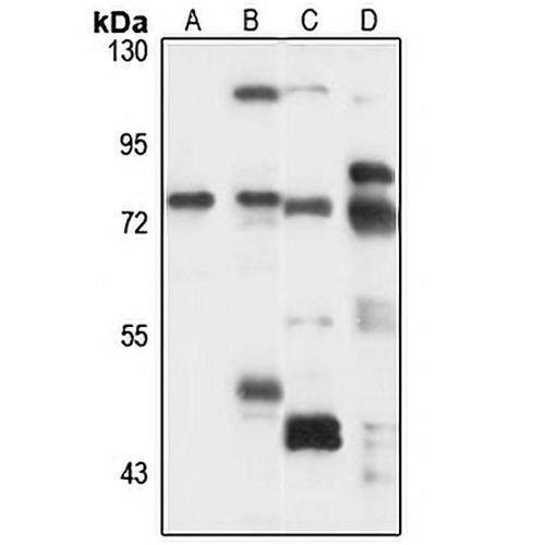 SLC37A2 Rabbit Polyclonal Antibody