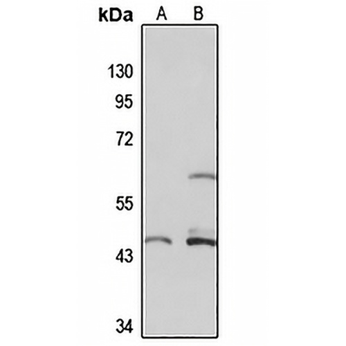 SLC37A4 Rabbit Polyclonal Antibody