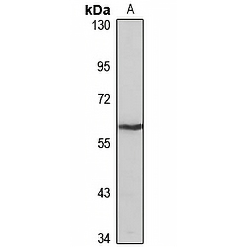 SLC47A1 Rabbit Polyclonal Antibody
