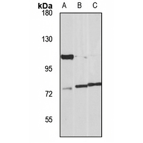 SLC4A1 Rabbit Polyclonal Antibody