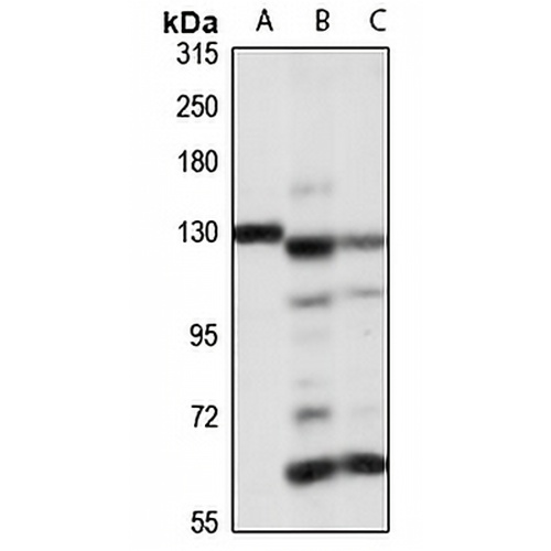 SLC4A8 Rabbit Polyclonal Antibody