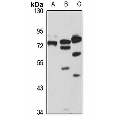 SLC5A11 Rabbit Polyclonal Antibody