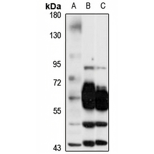 GAT3 Rabbit Polyclonal Antibody
