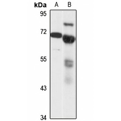 SERT Rabbit Polyclonal Antibody