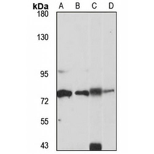 SLC6A9 Rabbit Polyclonal Antibody