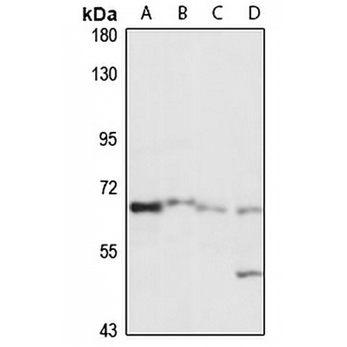 SLC7A1 Rabbit Polyclonal Antibody