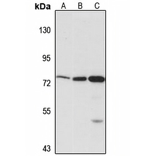 SLC7A2 Rabbit Polyclonal Antibody