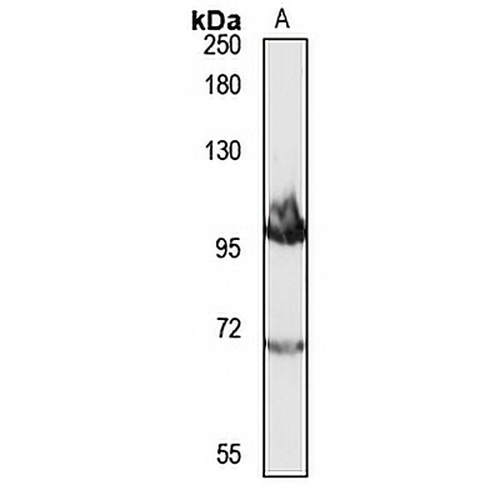NCX2 Rabbit Polyclonal Antibody