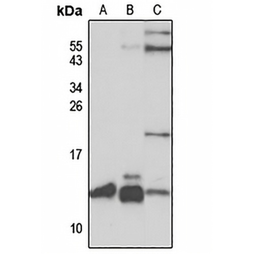 SLIRP Rabbit Polyclonal Antibody
