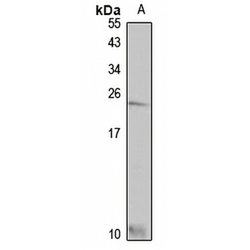 SLURP1 Rabbit Polyclonal Antibody