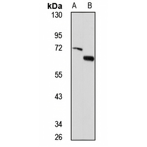SMAD1/5/9 Rabbit Polyclonal Antibody
