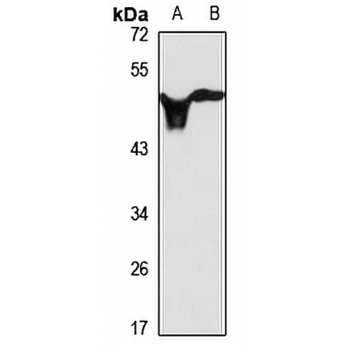 N-SMase Rabbit Polyclonal Antibody