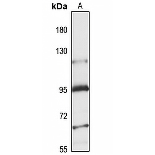 N-SMase3 Rabbit Polyclonal Antibody