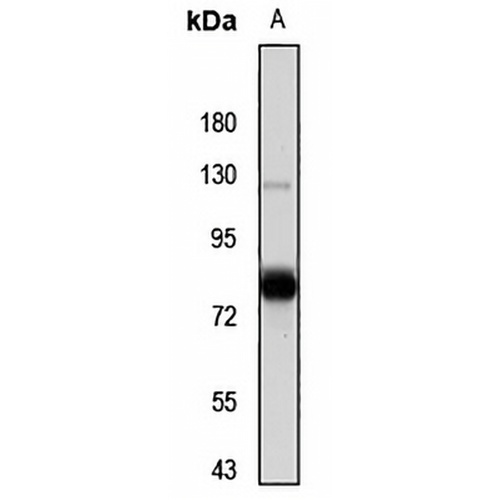 Smurf1 Rabbit Polyclonal Antibody