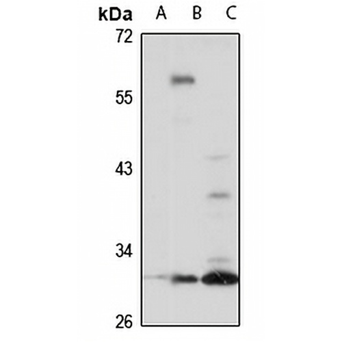 SNAI3 Rabbit Polyclonal Antibody
