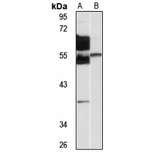 SNAP43 Rabbit Polyclonal Antibody