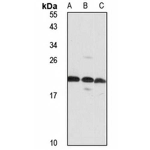 SNRPN Rabbit Polyclonal Antibody