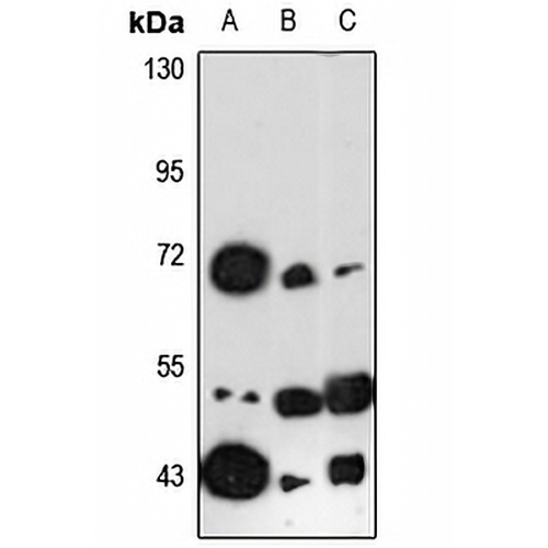 Snurportin-1 Rabbit Polyclonal Antibody