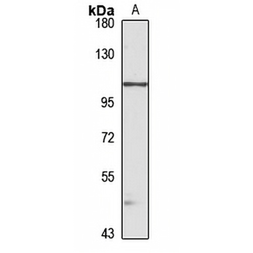 SNX13 Rabbit Polyclonal Antibody