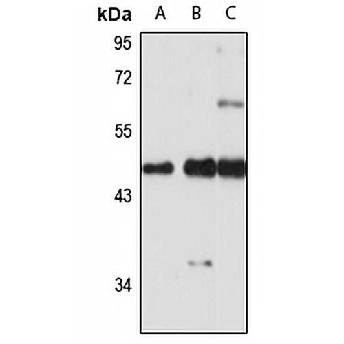 SNX15 Rabbit Polyclonal Antibody