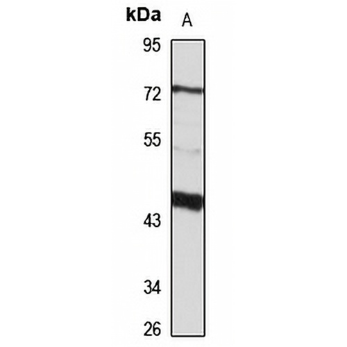 SNX17 Rabbit Polyclonal Antibody