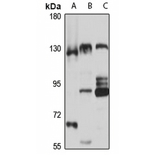 SNX19 Rabbit Polyclonal Antibody