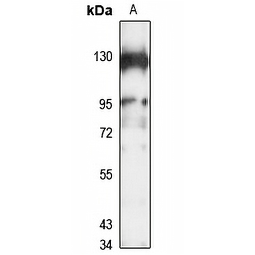 SNX25 Rabbit Polyclonal Antibody