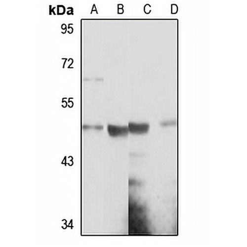 SNX5 Rabbit Polyclonal Antibody