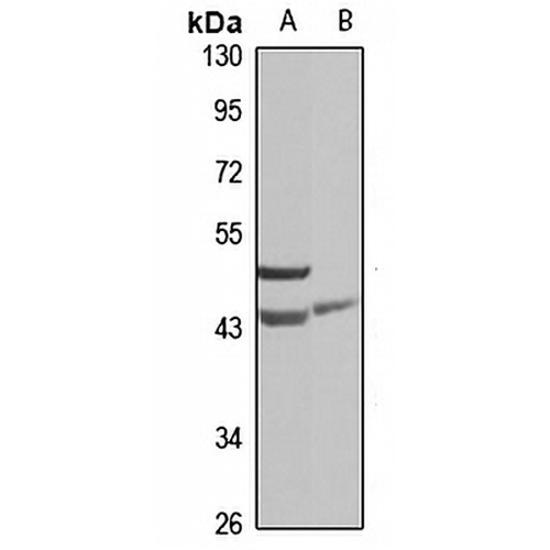 SNX7 Rabbit Polyclonal Antibody