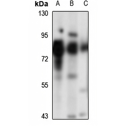 SNX9 Rabbit Polyclonal Antibody